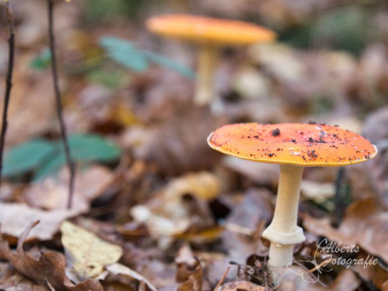Paddestoel 28